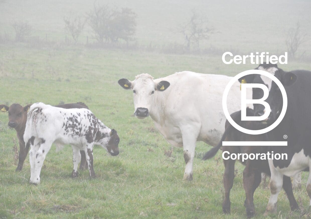 A group of cows and calves standing in a grassy field, with a faint fog in the background. A large Certified B Corporation logo is overlaid on the right side of the image.