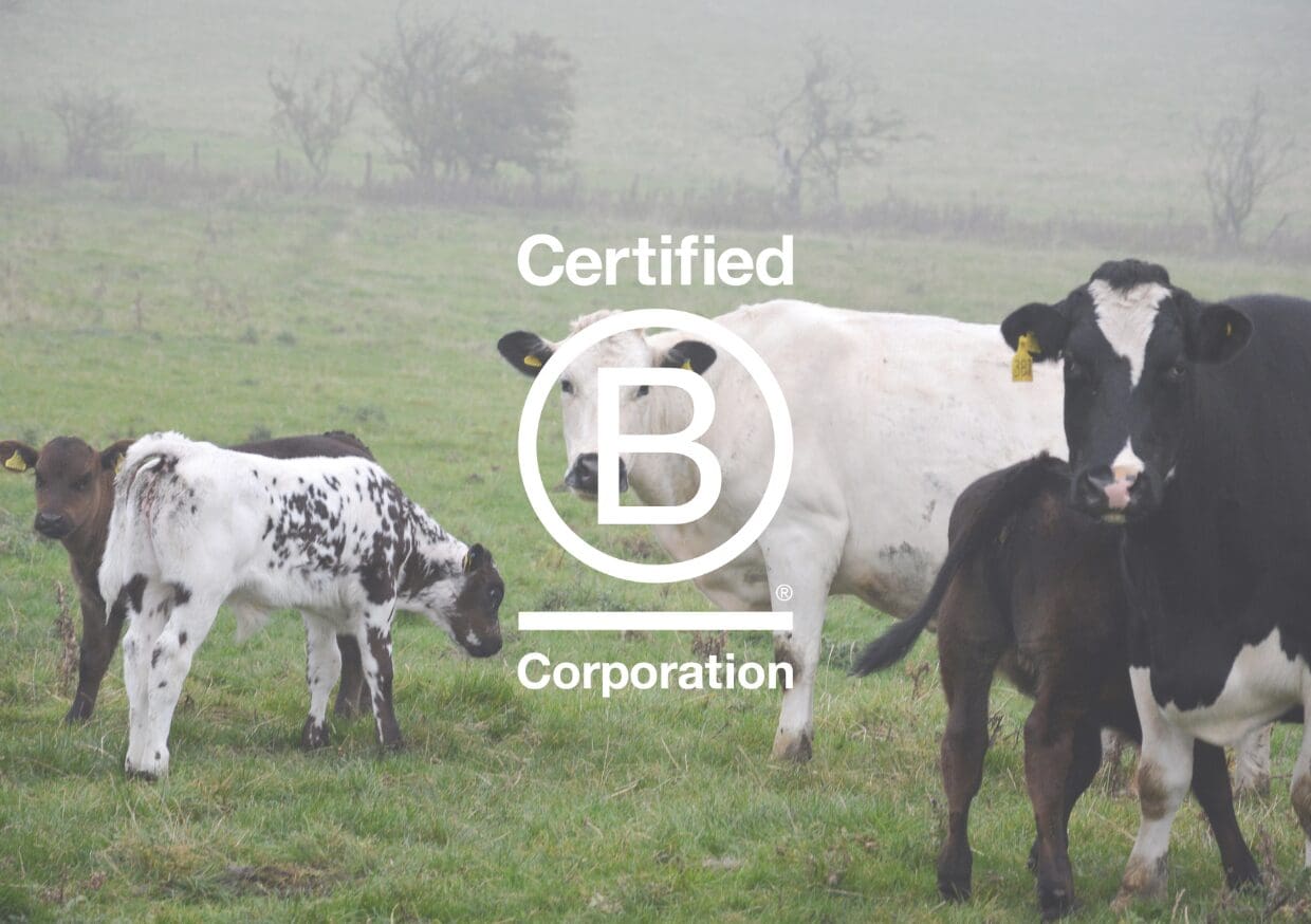 A group of cows and calves grazing in a foggy pasture with the 